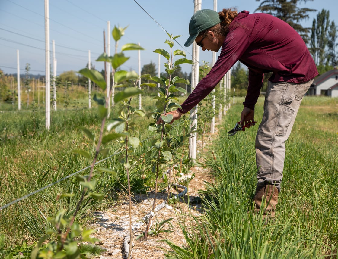 01-hydromulch-240717-HH