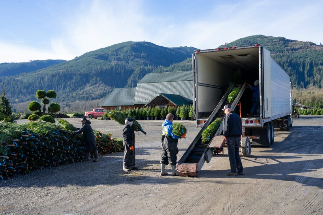 05-ChristmasTrees-251119-EV-1536x1024