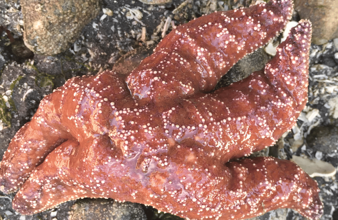 ochre-sea-star