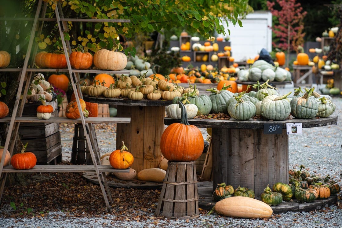 pumpkin-patches-240121-CL-5-1536x1024